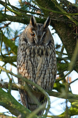 Long-eared owl (Asio otus)