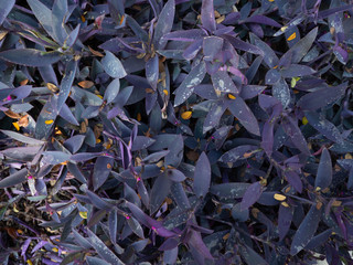 Purple plants in nature,Outdoor shape beautiful leaf green