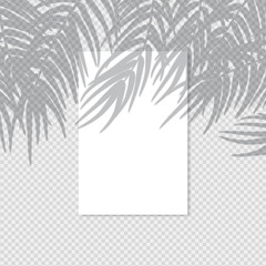 Pure white vertical poster with shadow overlay. Transparent shadow effect from a palm tree branch and a window. Editable vector illustration on a transparent background. Use for mockup.
