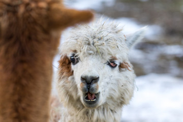 Obraz premium Close up of White Alpaca Looking Straight Ahead. Beautiful llama farm animal at petting zoo.