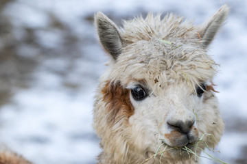 Obraz premium Close up of White Alpaca Looking Straight Ahead. Beautiful llama farm animal at petting zoo.