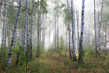 Birch grove in the morning fog. The sun's rays barely penetrate the foliage.