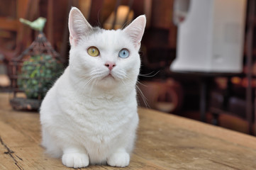 White Cat, Odd Eyed Ph&auml;nomen