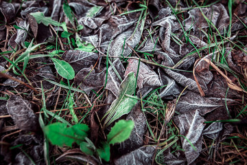 Frozen leaves on the ground in the park