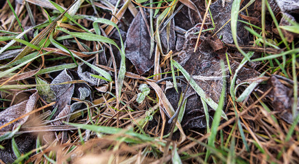 Frozen leaves on the ground in the park