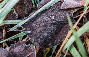 Frozen leaves on the ground in the park