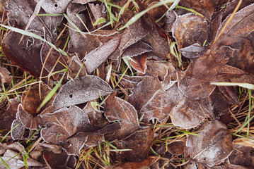 Frozen leaves on the ground in the park