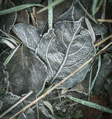 Frozen leaves on the ground in the park
