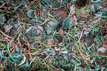 Frozen leaves on the ground in the park