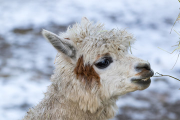 Naklejka na ściany i meble Portrait of a cute alpaca. Beautiful llama farm animal at petting zoo.
