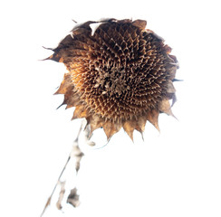 Old dry sunflower on a white background