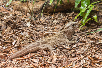 closeup of the New Zealand Northern Tuatara reptile basking on dry leaves in rainforest