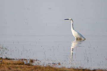 Egret