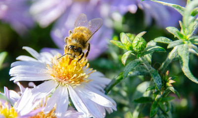 a bee sits on a flower and collects pollen