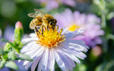 a bee sits on a flower and collects pollen