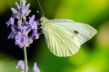 butterfly on a purple flower