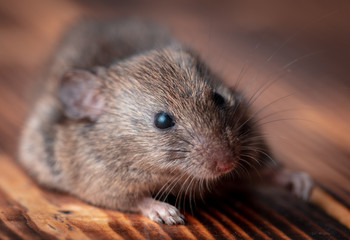 Portrait of a mouse in the house.