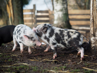 Cute plump little pigs play happily on the farm