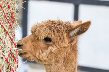Fototapeta premium Portrait of a cute alpaca munching on hay. Beautiful llama farm animal at petting zoo.