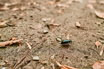 A black beetle with a mustache walks through the forest through foliage and sticks.