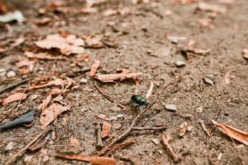A black beetle with a mustache walks through the forest through foliage and sticks.