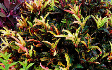 colorful crotons © electra kay-smith