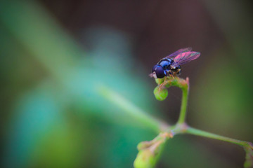 photo of a fruit fly that is above the grass