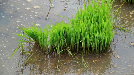 seeds of rice plants that began to be planted in the fields