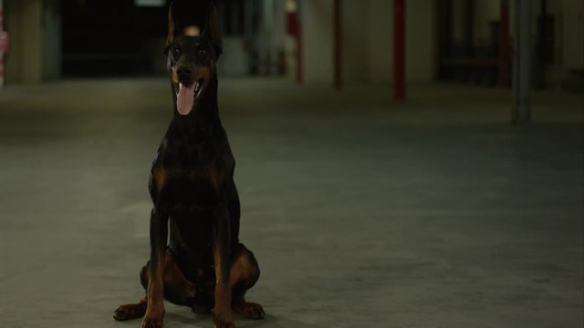 Portrait of Doberman Pinscher dog