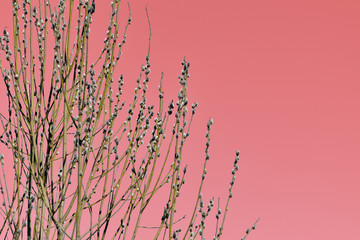 Pussy-willow bush on a pink. Spring and easter background