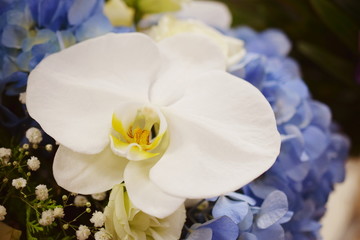 Fototapeta na wymiar Beautiful White Orchid and Blue Hydrangea flower Bouquet Close up