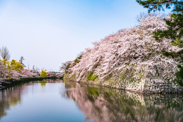 春の彦根城　中堀