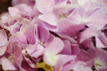Beautiful purple hydrangea flower close up made with filter color