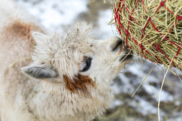 Naklejka na ściany i meble A funny alpaca close-up eating grass and chewing. Beautiful llama farm animal at petting zoo.