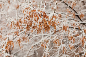 Dry maple seeds on a branch under the snow. Winter, background, wallpaper.