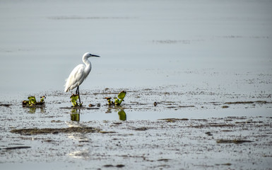 great blue heron on beach