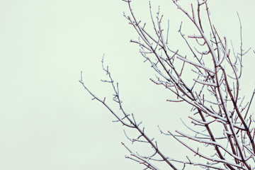Tree branches with snow on a white sky background. Wallpaper, texture, winter.