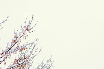 Tree branches with snow on a white sky background. Wallpaper, texture, winter.