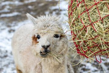Naklejka na ściany i meble Funny alpaca eating hay. Beautiful llama farm animal at petting zoo.