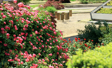 バラ園　可児フェスタバラ園　薔薇公園　満開のバラ　バラ庭園