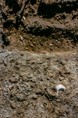 Dry lake with dead shells