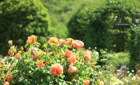 蔓薔薇 Images Browse 96 Stock Photos Vectors And Video Adobe Stock