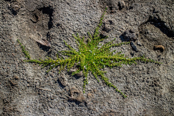 Dry lake with a small green plant growing