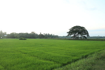 landscape with green field and trees