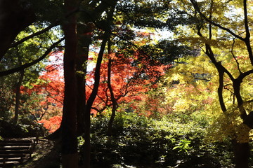 Obraz premium 大木と紅葉