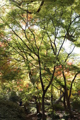 木々の緑と紅葉