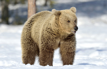 Bear at sunny winter day on the snow. Brown bear in winter forest. Scientific name: Ursus Arctos....