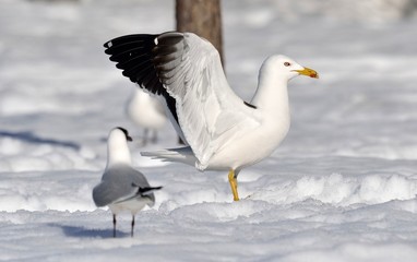 Seagull spread its wings. Sunny day in a winter forest. European herring gulls in winter. Scientific name: Larus argentatus.