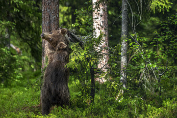 Cub of Brown bear standing on his hind legs in the summer pine forest. Natural habitat. Scientific name: Ursus arctos.