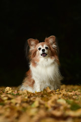 Obraz premium ミックス犬